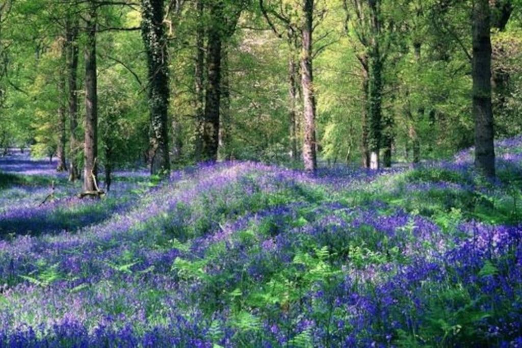 The Owl House Cottage Welsh Newton Common Exteriér fotografie